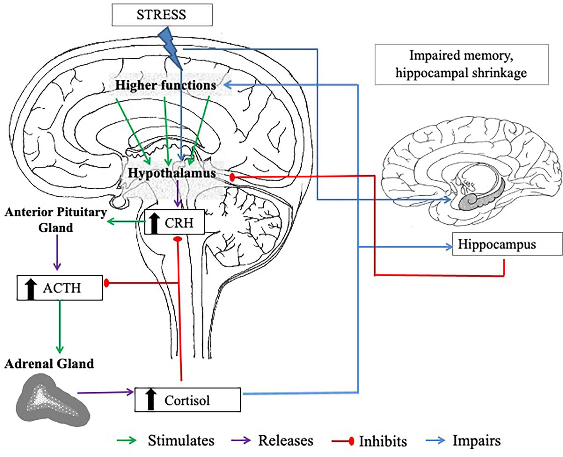 cortisol